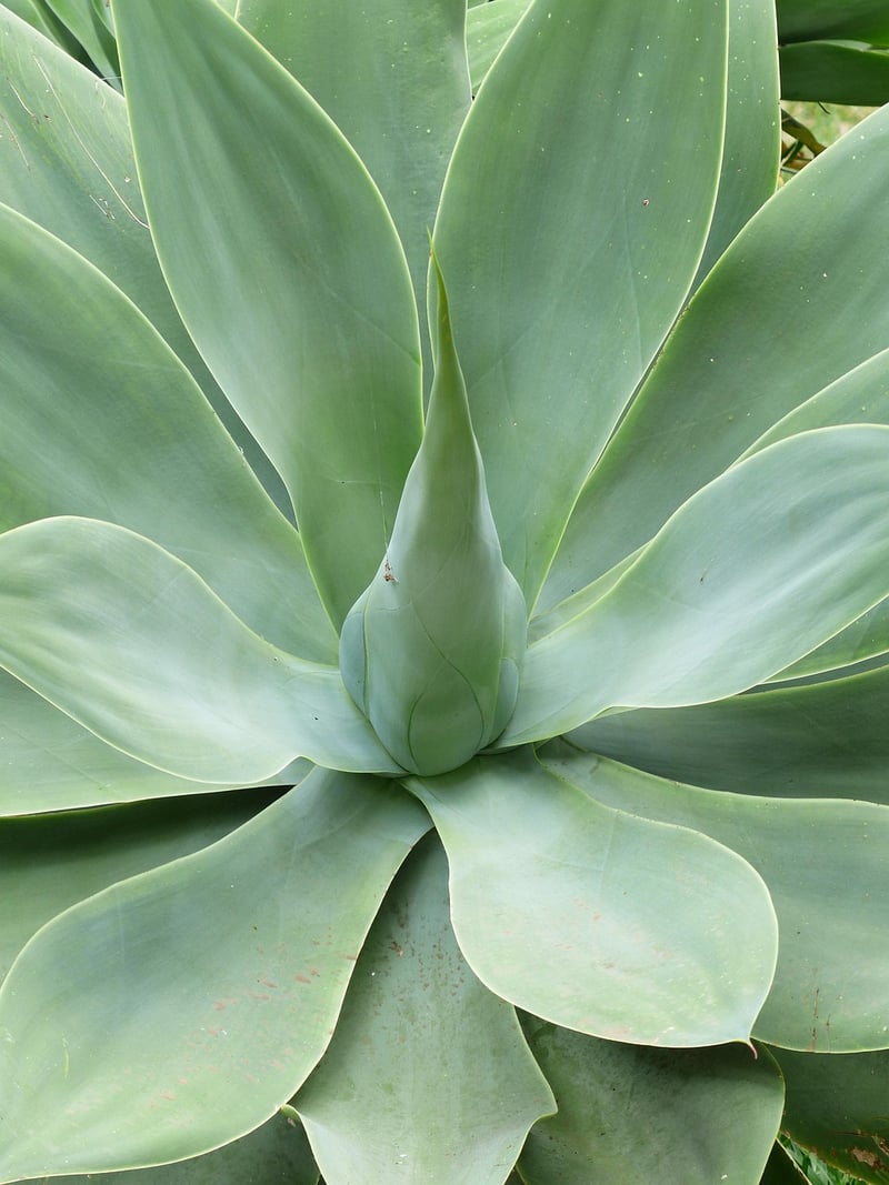 Agave Plant
