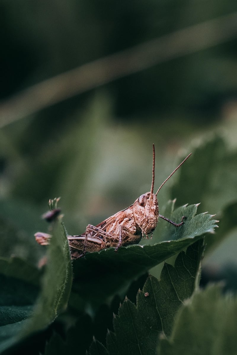 Grasshopper