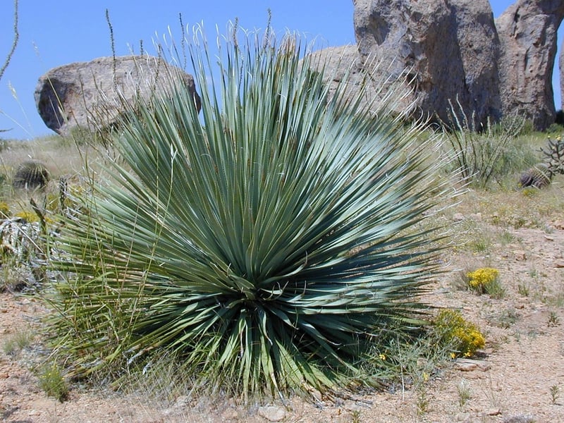 Yucca Plant
